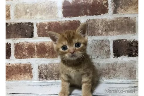 成約済の千葉県のスコティッシュフォールド-104701の4枚目