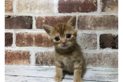 成約済の千葉県のスコティッシュフォールド-104701の5枚目