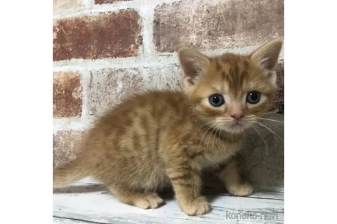 成約済の千葉県のスコティッシュフォールド-104701の1枚目