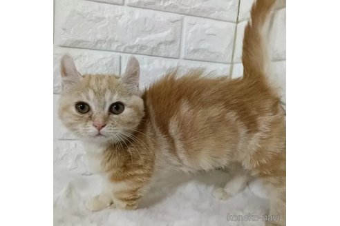 成約済の静岡県のキンカロー-104705の5枚目