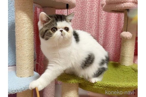 成約済の愛媛県のエキゾチックショートヘア-104710の7枚目