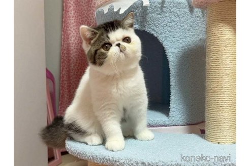 成約済の愛媛県のエキゾチックショートヘア-104710の6枚目