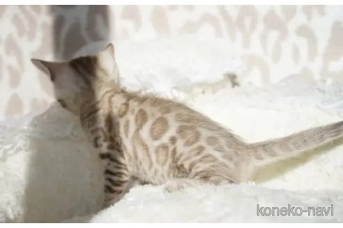 成約済の埼玉県のベンガル-104711の4枚目