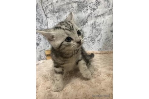 成約済の神奈川県のアメリカンショートヘア-104719の3枚目
