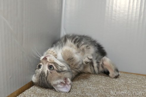 成約済の埼玉県のアメリカンショートヘア-102349の2枚目