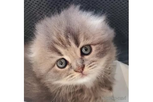 成約済の愛知県のスコティッシュフォールド(折れ耳)-104742の2枚目