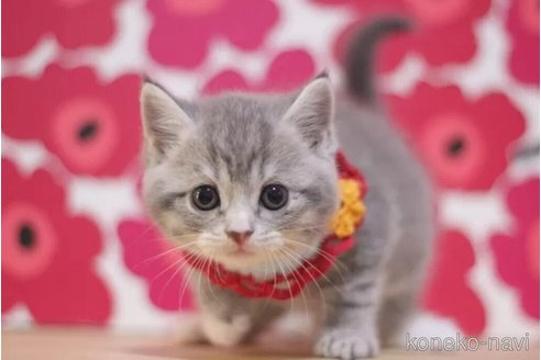 成約済の東京都のスコティッシュフォールド-104743の3枚目