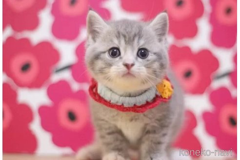 成約済の東京都のスコティッシュフォールド-104743の1枚目