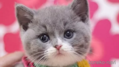 成約済の東京都のスコティッシュフォールド-104746の1枚目