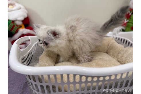 成約済の愛知県のエキゾチックショートヘア-104749の3枚目