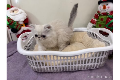成約済の愛知県のエキゾチックショートヘア-104749の2枚目
