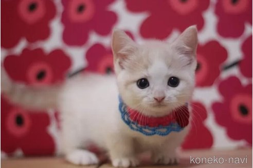 成約済の東京都のマンチカン(短足)-104748の2枚目