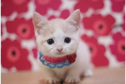 成約済の東京都のマンチカン(短足)-104748の3枚目