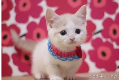 成約済の東京都のマンチカン(短足)-104748の1枚目