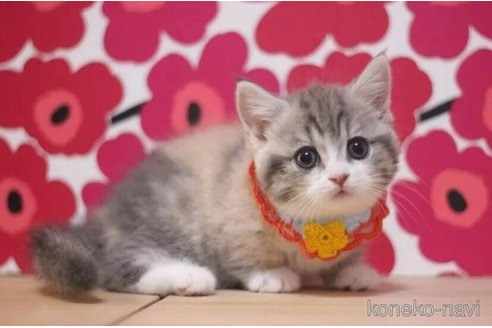 成約済の東京都のマンチカン(短足)-104750の6枚目