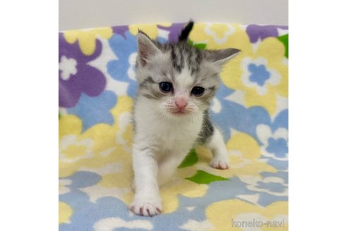 成約済の神奈川県のマンチカン-104080の3枚目