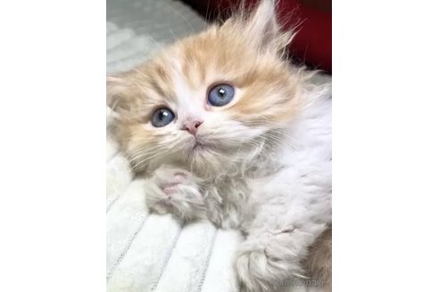 成約済の愛知県のエキゾチックロングヘア-104757の4枚目