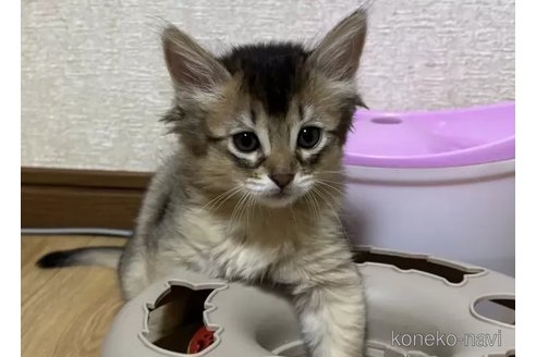 成約済の千葉県のソマリ-104773の2枚目