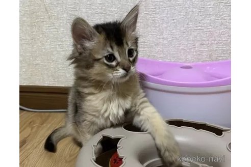 成約済の千葉県のソマリ-104773の3枚目