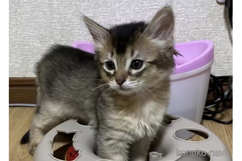 成約済の千葉県のソマリ-104773の4枚目