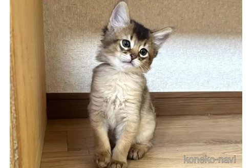 成約済の千葉県のソマリ-104775の2枚目