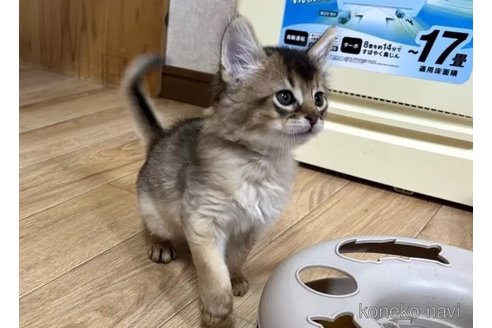 成約済の千葉県のソマリ-104775の4枚目