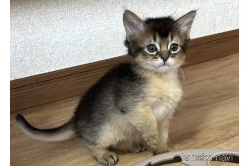 成約済の千葉県のソマリ-104776の2枚目