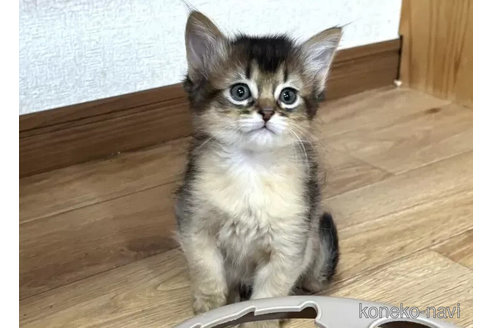 成約済の千葉県のソマリ-104776の5枚目