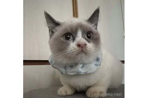 成約済の埼玉県のラグドール-104799の1枚目