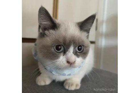 成約済の埼玉県のラグドール-104799の3枚目