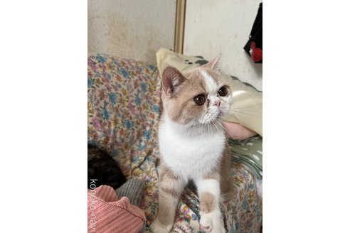成約済の神奈川県のエキゾチックショートヘア-91994の3枚目