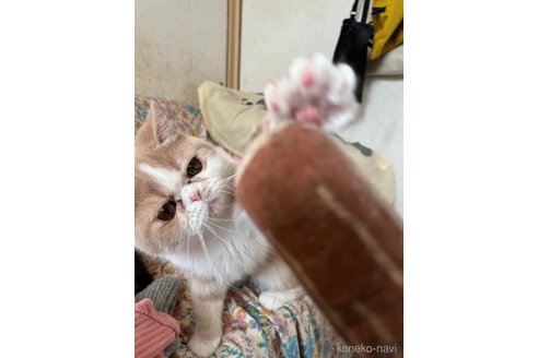 成約済の神奈川県のエキゾチックショートヘア-91994の2枚目