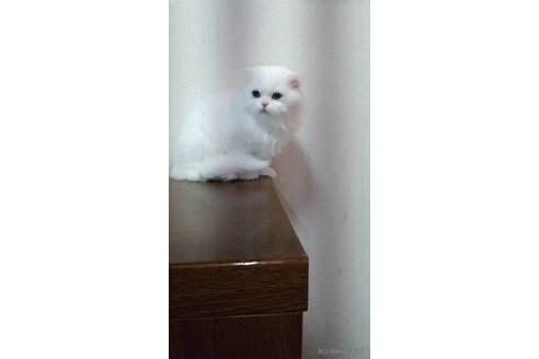 成約済の栃木県のスコティッシュフォールド-103176の6枚目