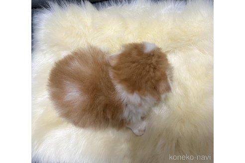 成約済の鹿児島県のスコティッシュフォールド(折れ耳)-104823の3枚目