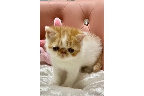 宮城県のエキゾチックショートヘア｜男の子・2024/11/13生まれ・ザエキゾチックなお顔のしろ君🤍（子猫ID：104834）｜子猫ブリーダーナビ