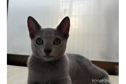 販売中の静岡県のロシアンブルー-104835の2枚目