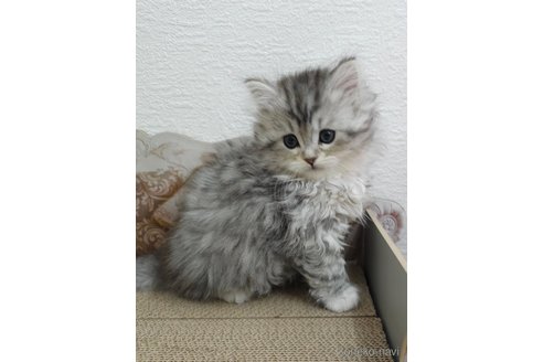 成約済の埼玉県のサイベリアン-104899の4枚目