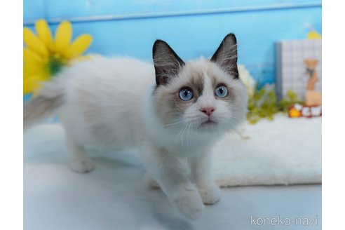成約済の東京都のラグドール-98340の3枚目