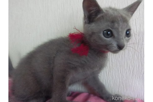 成約済の兵庫県のロシアンブルー-104217の4枚目