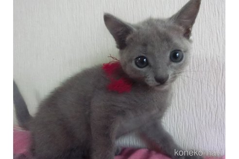 成約済の兵庫県のロシアンブルー-104217の3枚目