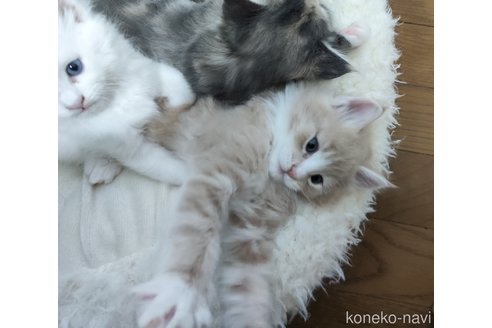 成約済の千葉県のメインクーン-103015の3枚目