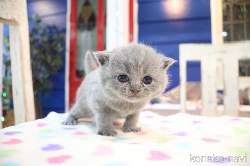 大嶽頼子ブリーダーのブリティッシュショートヘアの子猫