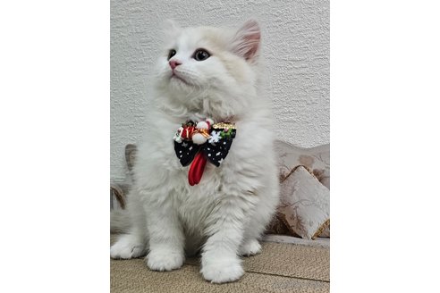 成約済の埼玉県のサイベリアン-102475の3枚目
