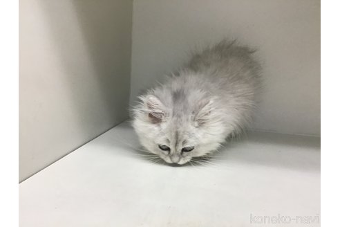 成約済の山形県のペルシャ(チンチラ)-105024の2枚目