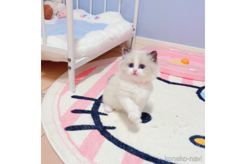 成約済の埼玉県のラグドール-103798の3枚目