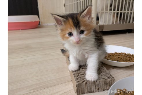 販売中の埼玉県のノルウェージャンフォレストキャット-105035の19枚目
