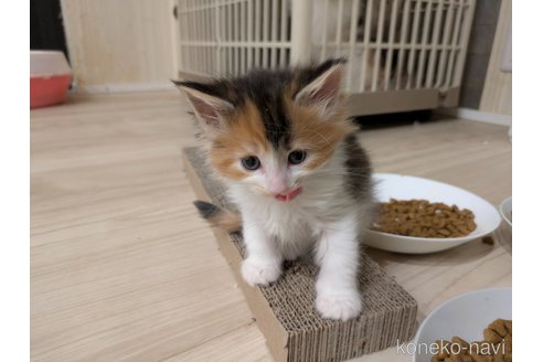 販売中の埼玉県のノルウェージャンフォレストキャット-105035の20枚目