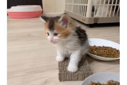 販売中の埼玉県のノルウェージャンフォレストキャット-105035の15枚目