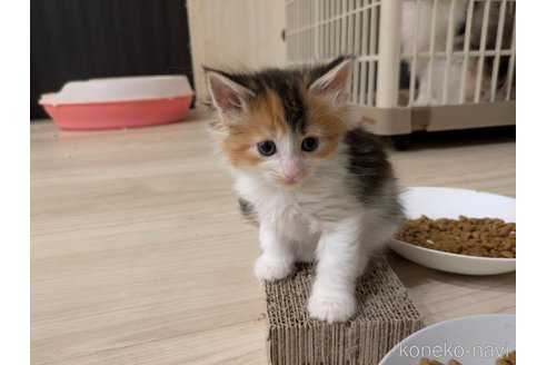 販売中の埼玉県のノルウェージャンフォレストキャット-105035の12枚目
