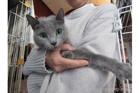 成約済の神奈川県のロシアンブルー-105037の2枚目